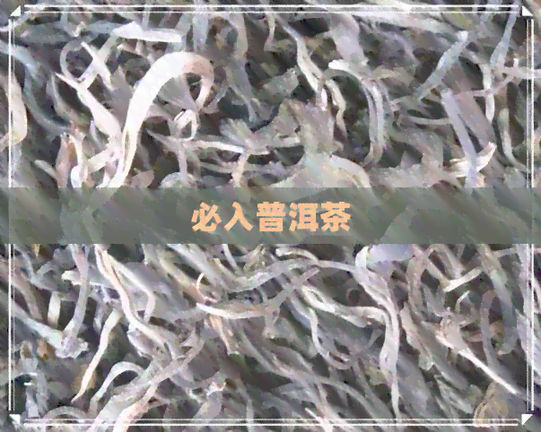 必入普洱茶