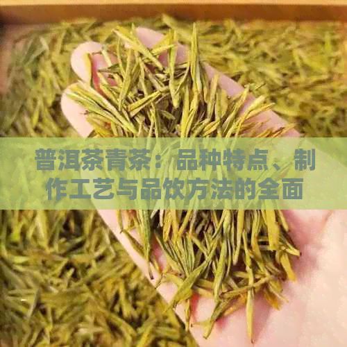 普洱茶青茶：品种特点、制作工艺与品饮方法的全面解析