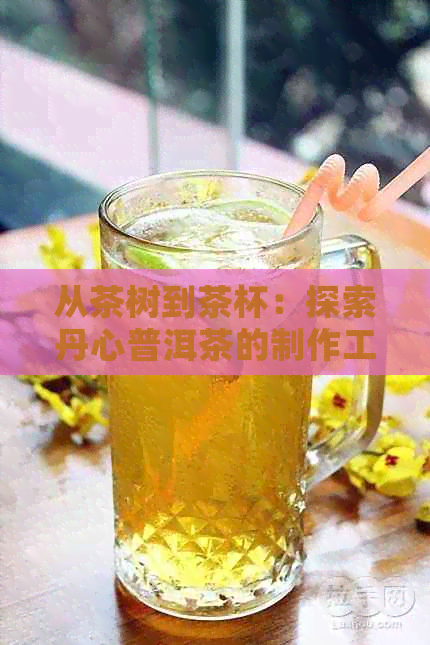 从茶树到茶杯：探索丹心普洱茶的制作工艺与品鉴技巧