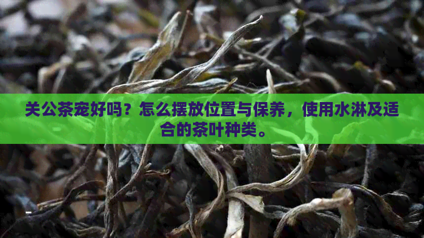 关公茶宠好吗？怎么摆放位置与保养，使用水淋及适合的茶叶种类。