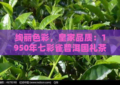 绚丽色彩，皇家品质：1950年七彩雀普洱国礼茶的故事