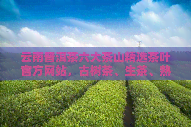 云南普洱茶六大茶山精选茶叶官方网站，古树茶、生茶、熟茶应有尽有