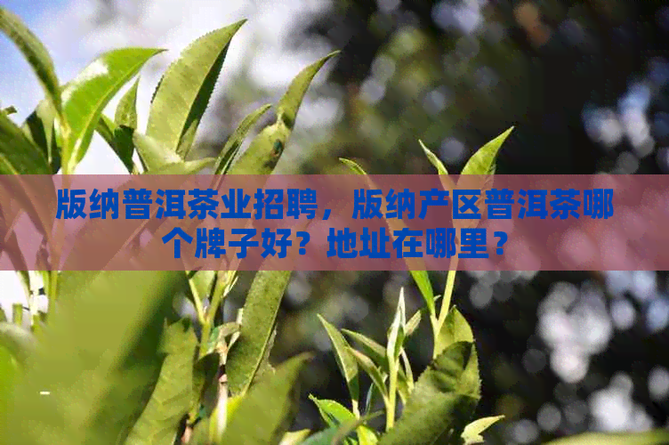 版纳普洱茶业招聘，版纳产区普洱茶哪个牌子好？地址在哪里？