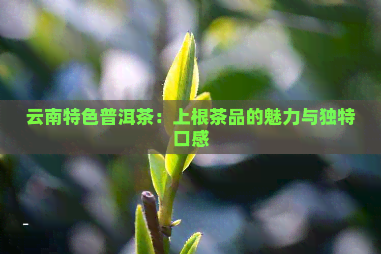 云南特色普洱茶：上根茶品的魅力与独特口感