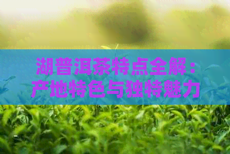 湖普洱茶特点全解：产地特色与独特魅力