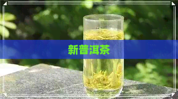 新普洱茶