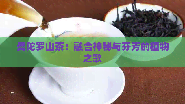 曼陀罗山茶：融合神秘与芬芳的植物之歌