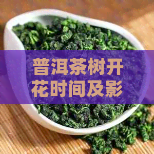 普洱茶树开花时间及影响因素全面解析