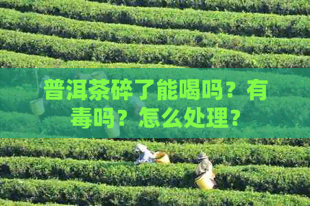 普洱茶碎了能喝吗？有吗？怎么处理？