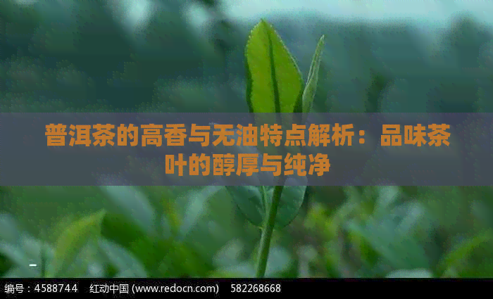 普洱茶的高香与无油特点解析：品味茶叶的醇厚与纯净