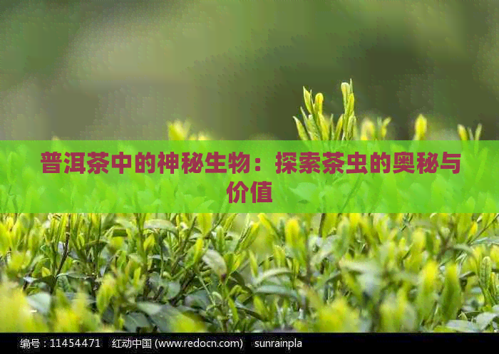 普洱茶中的神秘生物：探索茶虫的奥秘与价值