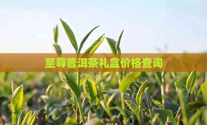 至尊普洱茶礼盒价格查询