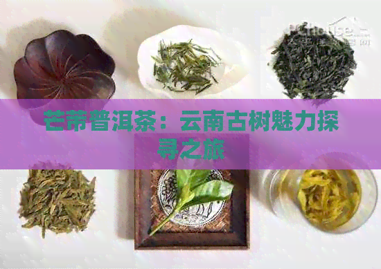 芒芾普洱茶：云南古树魅力探寻之旅