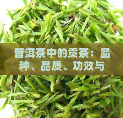 普洱茶中的贡茶：品种、品质、功效与鉴别方法全面解析