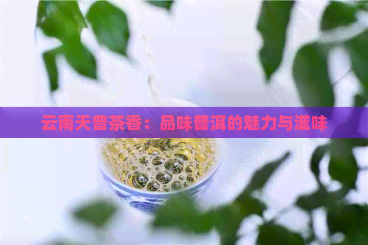 云南天普茶香：品味普洱的魅力与滋味