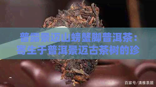 普露景迈山螃蟹脚普洱茶：寄生于普洱景迈古茶树的珍贵产物，云南特色茶叶