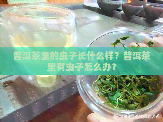 普洱茶里的虫子长什么样？普洱茶里有虫子怎么办？