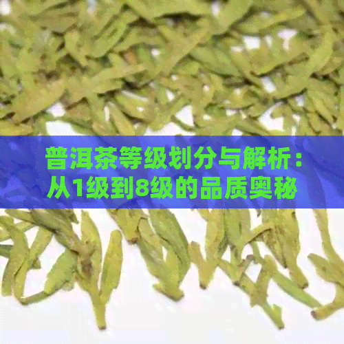 普洱茶等级划分与解析：从1级到8级的品质奥秘