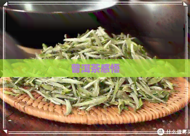 普洱茶感悟