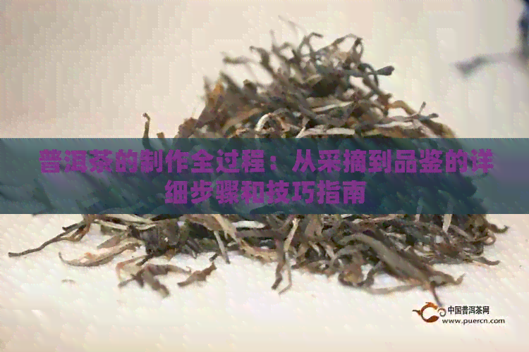 普洱茶的制作全过程：从采摘到品鉴的详细步骤和技巧指南