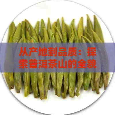 从产地到品质：探索普洱茶山的全貌及其对普洱茶的影响