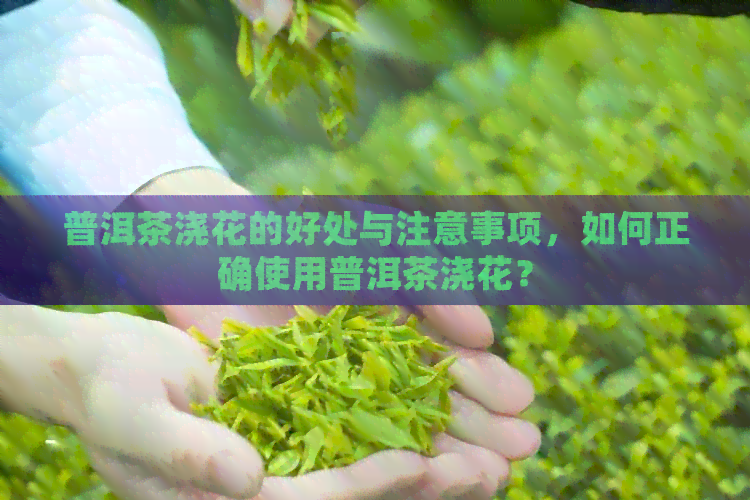 普洱茶浇花的好处与注意事项，如何正确使用普洱茶浇花？