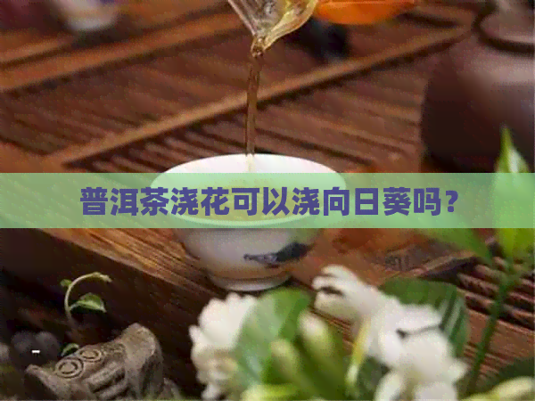 普洱茶浇花可以浇向日葵吗？