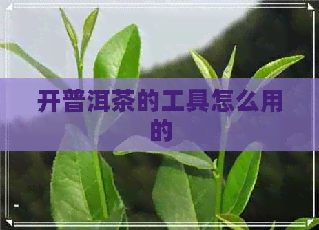 开普洱茶的工具怎么用的