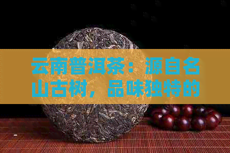 云南普洱茶：源自名山古树，品味独特的普洱山韵