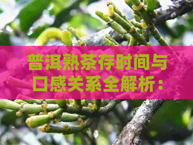 普洱熟茶存时间与口感关系全解析：何时饮用才能尝到口感？