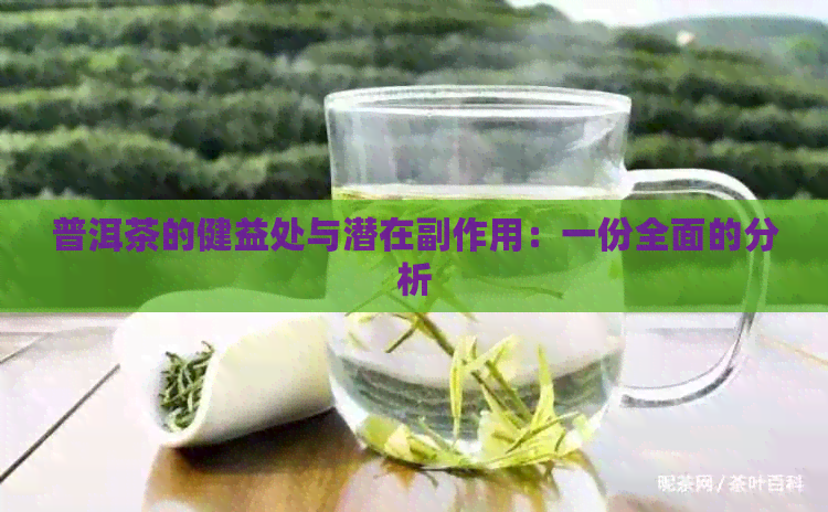 普洱茶的健益处与潜在副作用：一份全面的分析