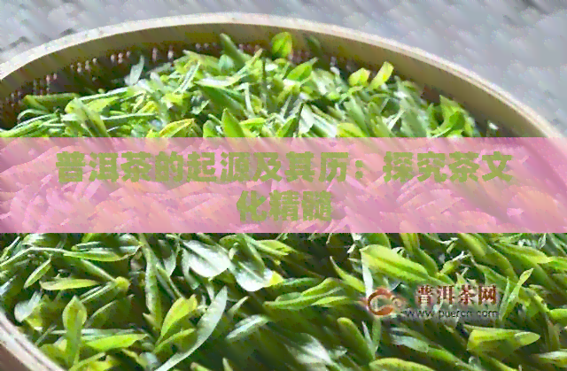 普洱茶的起源及其历：探究茶文化精髓