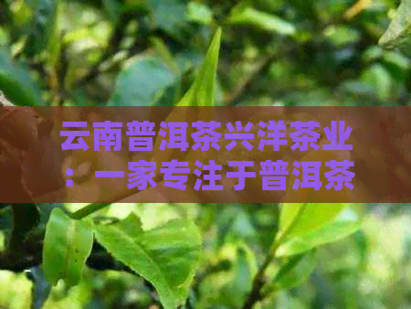 云南普洱茶兴洋茶业：一家专注于普洱茶生产的专业公司