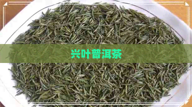 兴叶普洱茶