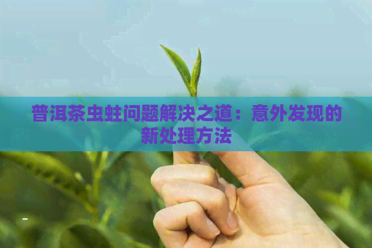 普洱茶虫蛀问题解决之道：意外发现的新处理方法