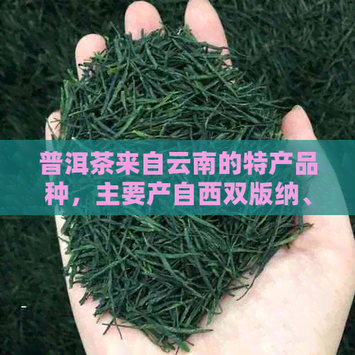 普洱茶来自云南的特产品种，主要产自西双版纳、临沧等地。