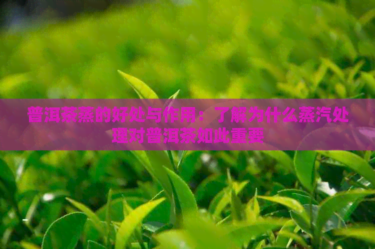 普洱茶蒸的好处与作用：了解为什么蒸汽处理对普洱茶如此重要