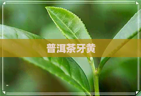 普洱茶牙黄