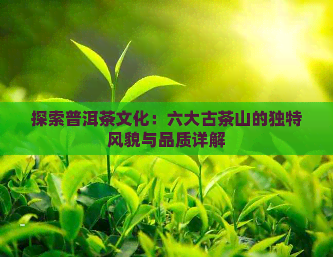 探索普洱茶文化：六大古茶山的独特风貌与品质详解