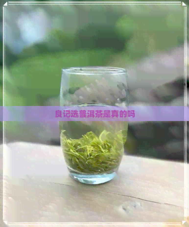 良记选普洱茶是真的吗