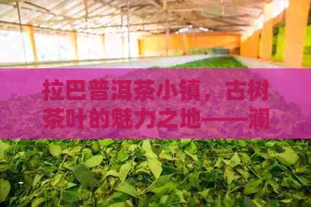 拉巴普洱茶小镇，古树茶叶的魅力之地——澜沧县拉巴乡