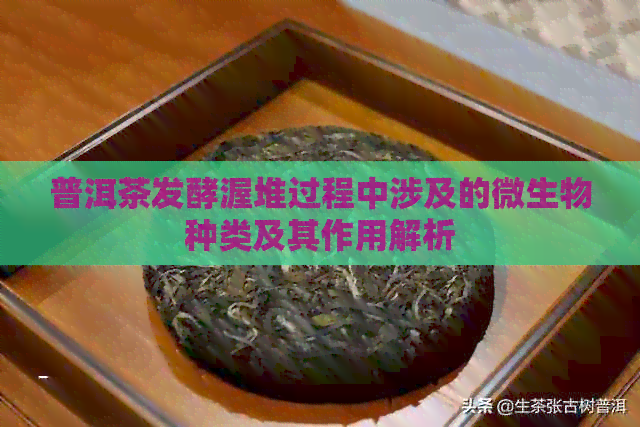 普洱茶发酵渥堆过程中涉及的微生物种类及其作用解析