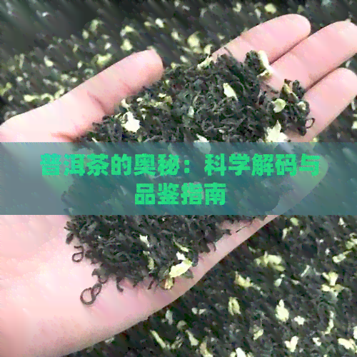 普洱茶的奥秘：科学解码与品鉴指南