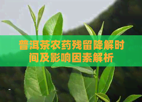 普洱茶农药残留降解时间及影响因素解析