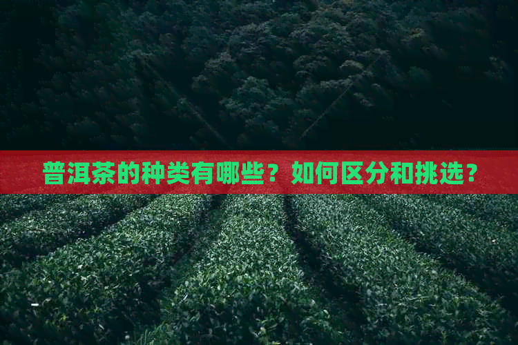 普洱茶的种类有哪些？如何区分和挑选？