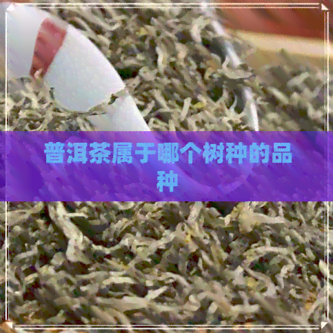 普洱茶属于哪个树种的品种