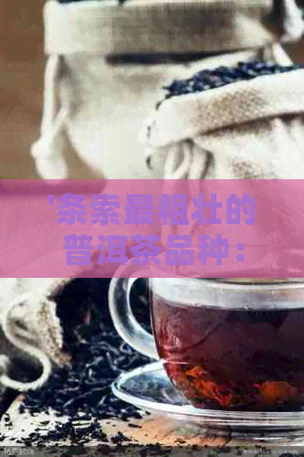 '条索最粗壮的普洱茶品种：哪种茶叶？'