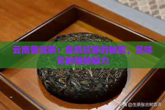 云南普洱茶：自然抗寒的秘密，品味它的独特魅力