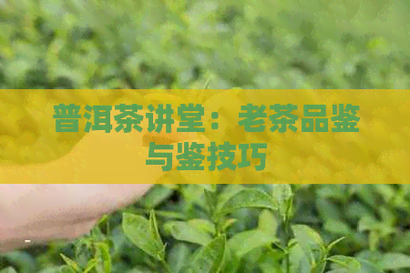 普洱茶讲堂：老茶品鉴与鉴技巧