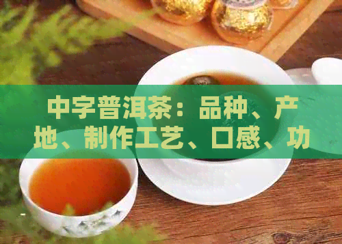 中字普洱茶：品种、产地、制作工艺、口感、功效与泡法全面解析